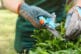 close up of a person pruning a shrub